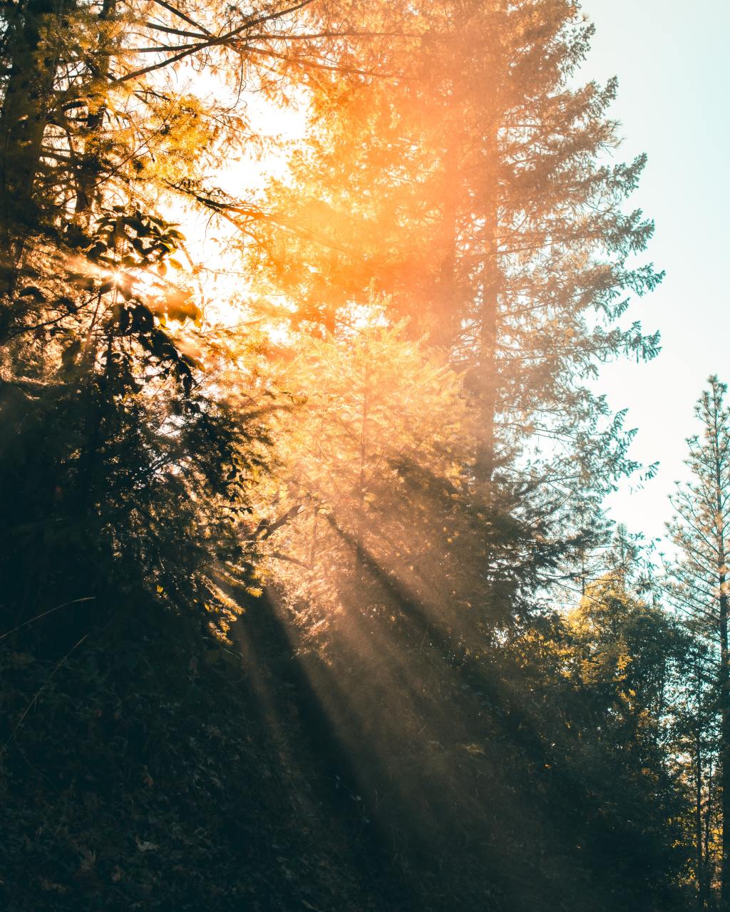 U.S. Forest Services Closes All National Forests In&nbsp;California