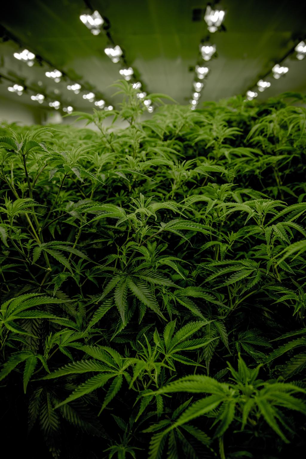 California Legislature Approves A $100M Plan To Help Struggling Marijuana&nbsp;Industry